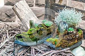 Old boots covered in green moss made under flowerpots