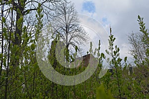 Old Bor cemetery