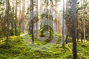 An old boreal pine grove forest in Estonia, Europe