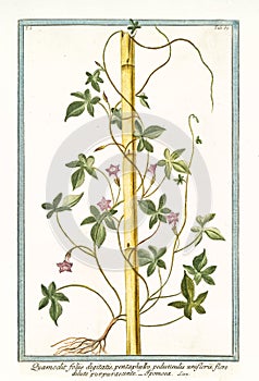 Old botanical illustration of Quamoclit foliis digitatis