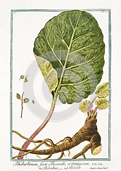 Old botanical illustration of Rhabarbarum forte Dioscoridis plant
