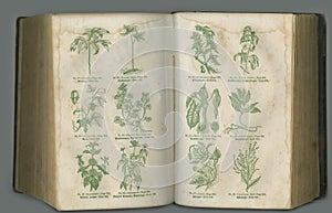 Old botanical text. An aged biology book with its pages on display.