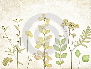 Old botany plants paper background