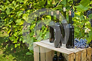 Old bottles of homemade wine photographed against the background of the vine.