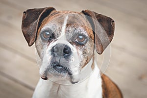 Old Boxer Dog