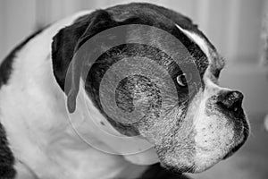 Old Boxer Dog