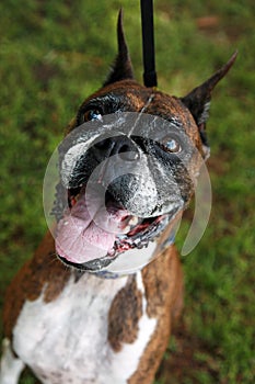 Old boxer dog face