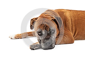 Old Boxer Dog Looking Sad