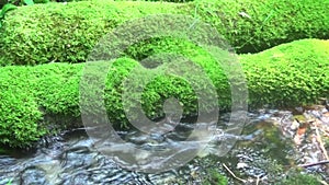 An old branch in the water with grass on it