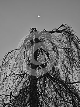 Starý rozvetvený strom a mesiac večer v čiernej a bielej