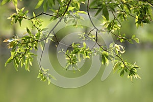 Old branches and new leaves.