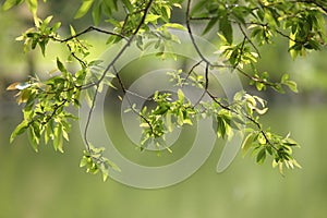 Old branches and new leaves. photo