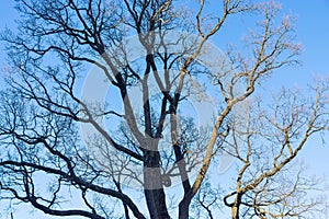 Old branchy tree without foliage