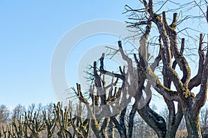 Old branchy tree without foliage