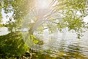 An old branchy willow with a powerful trunk hangs over the lake in the sunlight.