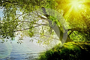 An old branchy willow with a powerful trunk hangs over the lake in the sunlight.