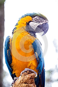 Old Brazilian Macaw, 40 years old, yellow-and-blue-bellied bird, native to the Amazon, domestic animal