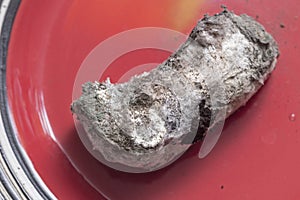 Old bread is covered in white and gray mold
