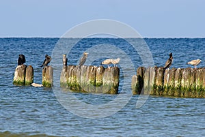 Old breakwater