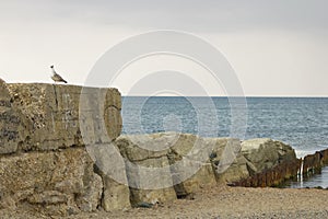 Old breakwater and seagull