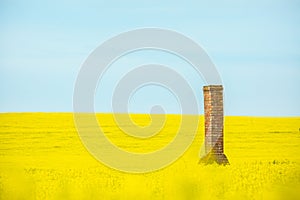 Old brick chimney ruin rises from canola fields