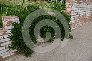 Old brick fence overgrown with lush green plants outdoors