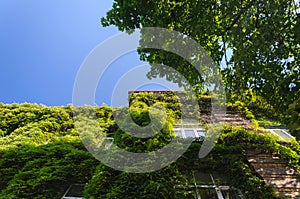 Old Brick Luxury Building Covered with Ivy