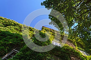 Old Brick Luxury Building Covered with Ivy