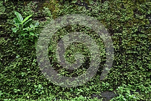 Old brick moss-covered wall