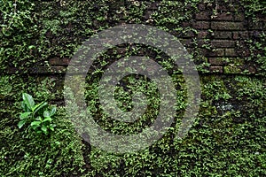 Old brick moss-covered wall