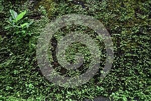 Old brick moss-covered wall