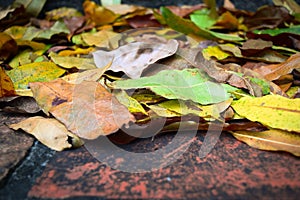 Old brick steps with autumn leaves