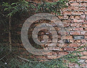 Old brick wall of an abandoned house and a fir tree. Background texture with free blank copy space for text