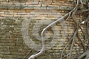 Old brick wall with banyan roots