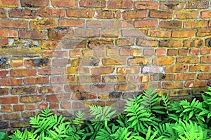 Old brick wall with bed of ferns