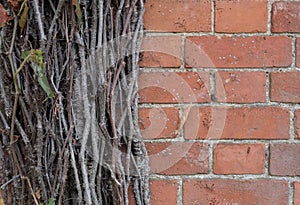 Old brick wall with branches of ivy plant