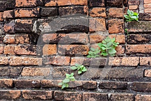 Old brick wall, Close Up old texture of red stone blocks.