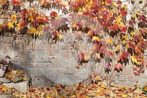 Brick wall with autmn leaves