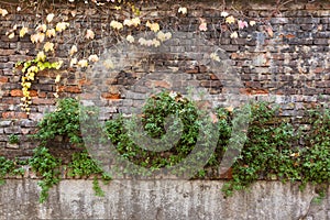 Old brick wall covered with yellow ivy and green plants