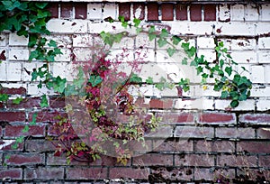 Old brick wall with curling ivy