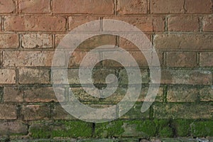 The old brick wall moss-grown 2