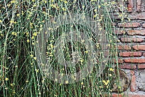 The old brick wall overgrown