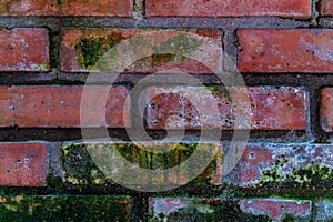 Old brick wall, partly covered with moss. Red brick background close-up