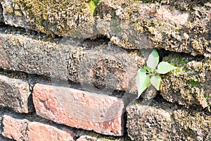 Old brick wall pattern background