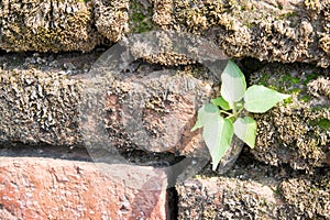 Old brick wall pattern background