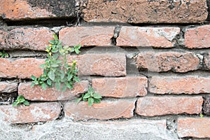 Old brick wall pattern background