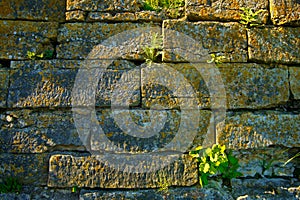 Old brick wall - texture