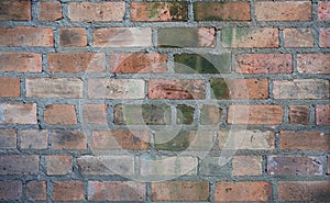 Old brick wall texture background with green algae or Lichen