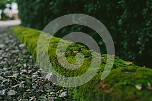 Old brick wall texture with fern