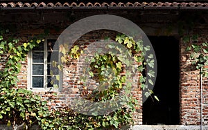 Old brick wall with a window and a vine plant around the house facade